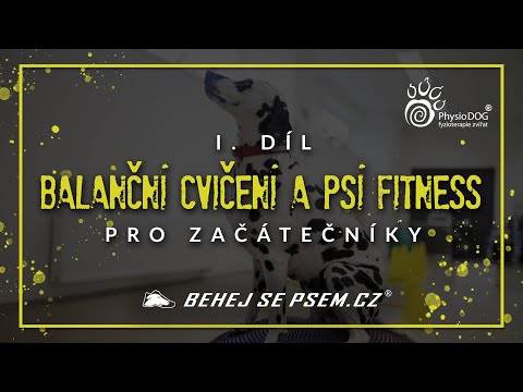 Video: Co jsou cvičení čtyřnožců?