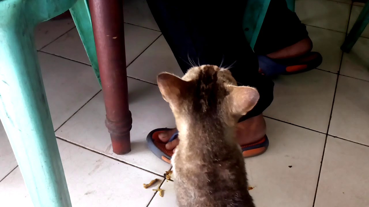 Lucu Kucing Colek Pengunjung Warung Makan Minta Makanan Youtube