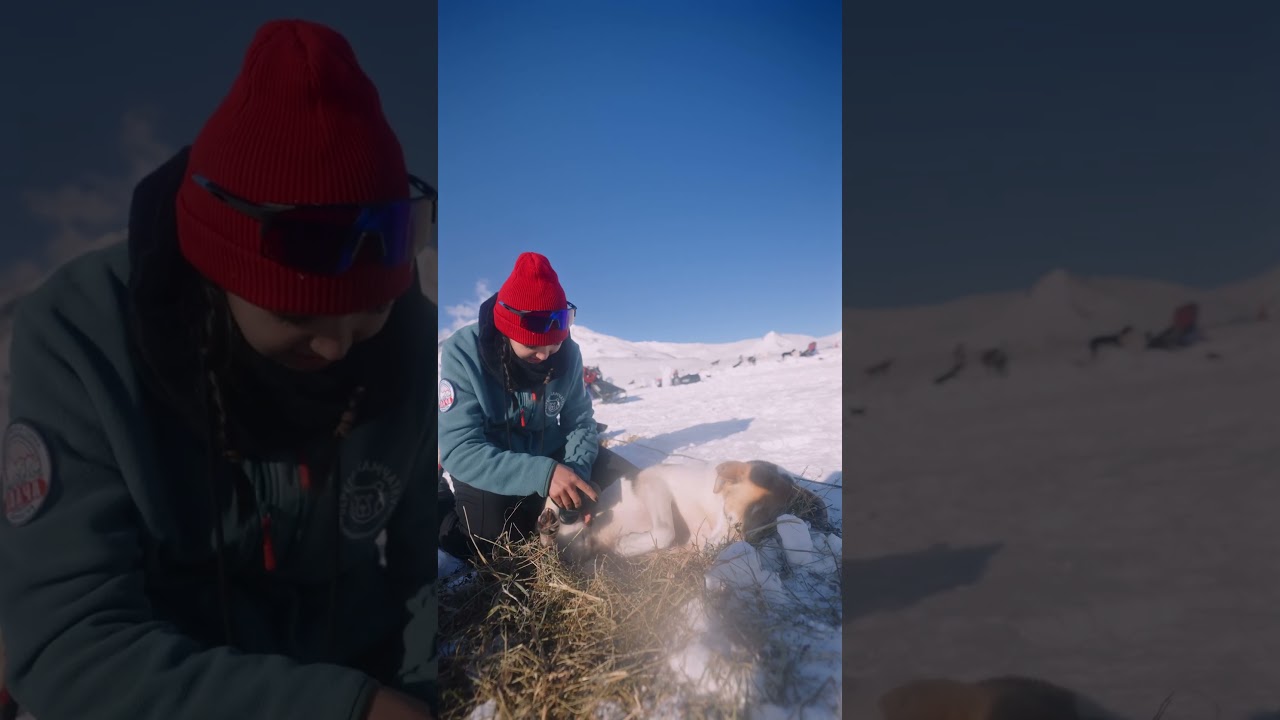 Массаж с Theragun помогает восстановиться участникам гонки: каюрам и их собакам