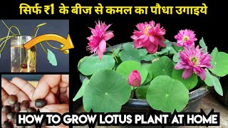 कमल का पौधा उगाइये बीज से सिर्फ ₹1 में How to grow Lotus from seed with 2 years update