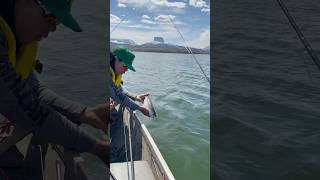 Oh Noh Trout Released