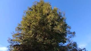 Nice Coast Redwood (Sequoia sempervirens) growing on commercial property in Mission Valley, SD