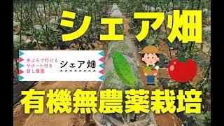 【シェア畑】野菜の有機無農薬栽培を教えてもらえる
