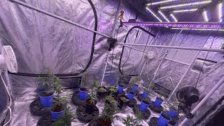 Ultimate Gorilla Grow Tent Setup 2025 | Dual Tent Kind LED Powerhouse (Familytrees19 Grow Room) 