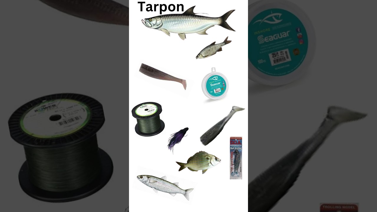 how to catch tarpon saltwater and freshwater
