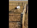 Funny Chicken vs Horse clip. #wildlife #animals #inspiration #motivation #mindset #facts #fyp #lol