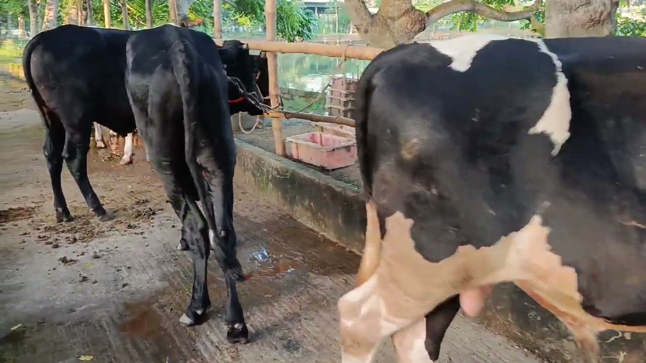 খামারের নতুন অতিথি ফ্রিজিয়ান ষাঁড় গরু। 