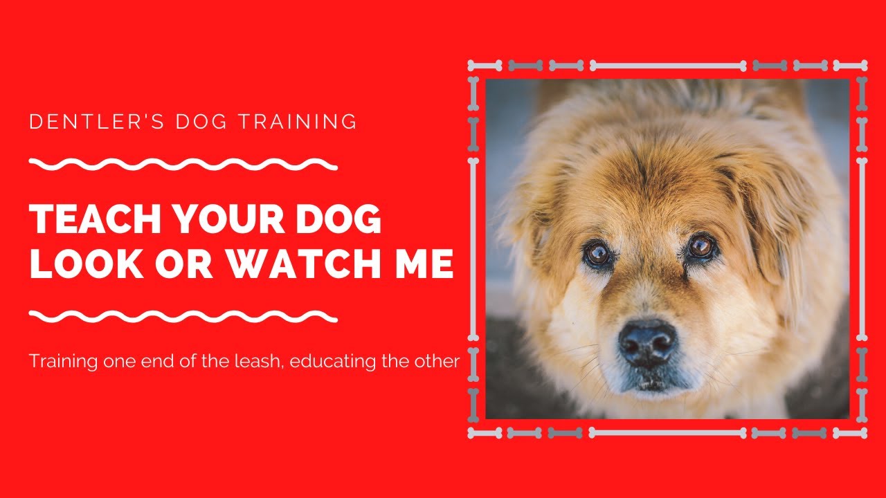 Teach Your Dog to Look or Watch Me