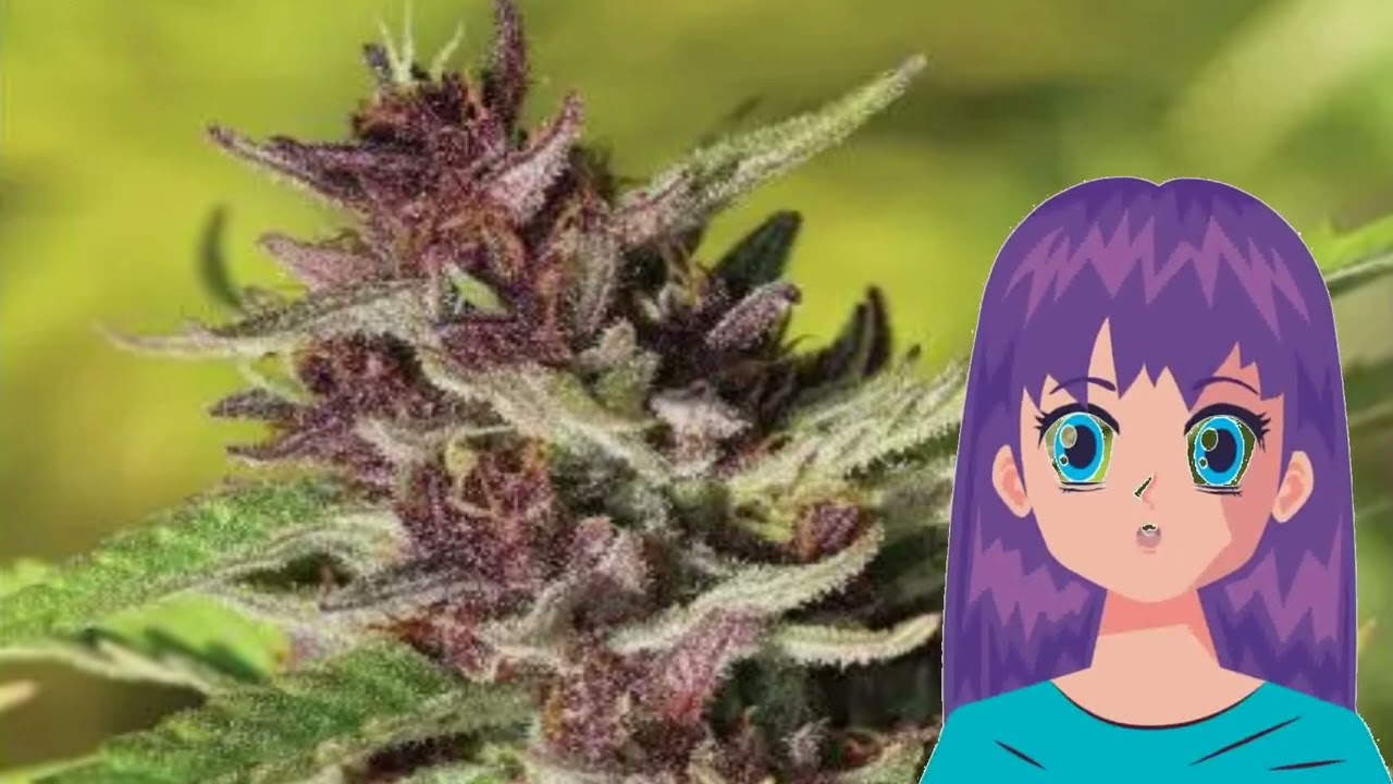 BLOOD ORANGE AMETHYST – Humboldt Seed Company