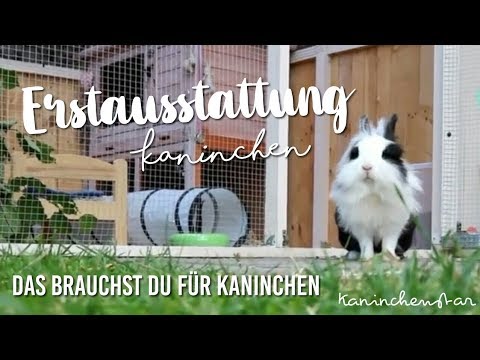 Video: Kaninchen kaufen – wikiHow