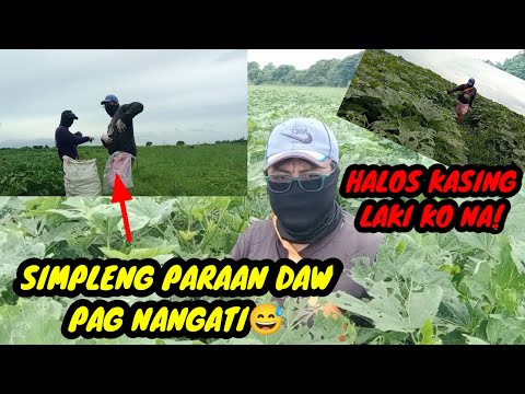 HALOS KASING LAKI KO NA! / SIMPLENG PARAAN DAW PAG NANGATI  SA OKRA