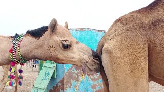 Amazing Camel Chasing She Camels For Romance My Camel Of Thar Desert Rajasthan Camel To Thar