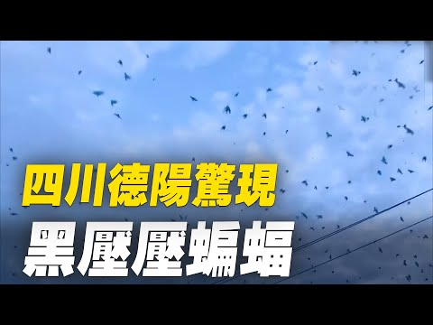 8月28日，四川德阳天空现大量蝙蝠，黑压压一大片漫天飞舞，引来多人观看。网友：这是哪来的？有些吓人 ​，绵竹仁泽小区顶空也是成片飞 ​，这是什么征兆？