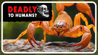 Scorpions Uncovered: Crucial Facts Everyone Should Know! by Amazing world of Animals 337 views 1 month ago 1 minute, 25 seconds