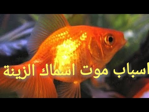 فيديو: كيف تجعل رجل السرطان يقع في حبك؟