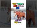 伝説の種牡馬が最後に愛した友達…まさかの正体とは？ #競馬#horse