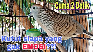 Suara masteran perkutut lokal gacor suara kecil sangat ampuh buat pikat dan pancingan kutut apapun.