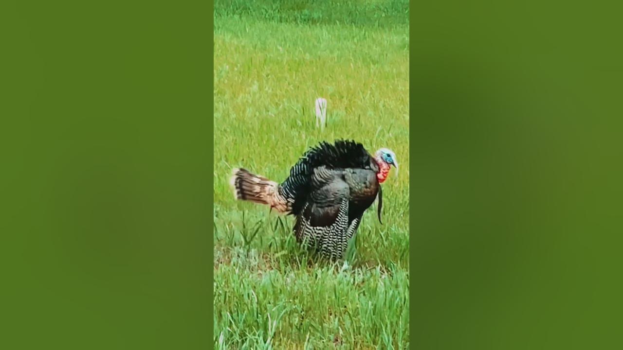 Bird Ballet The Wild Turkey Stomp YouTube