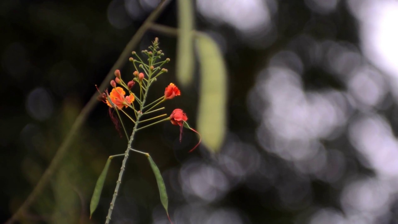 Canon FL 135mm f/2.5 (1965) Focuses To Infinity on Nikon D5200