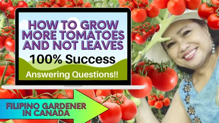How to Grow More Tomatoes and Not Leaves - Arlene ...