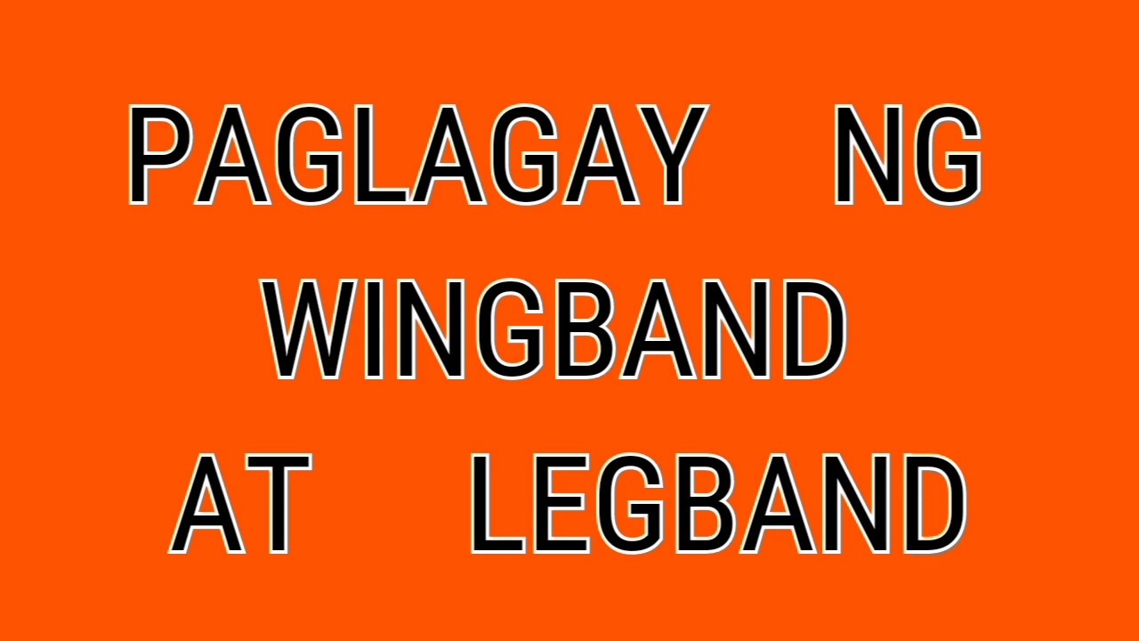 PAANO ILAGAY ANG WINGBAND AT LEGBAND?           