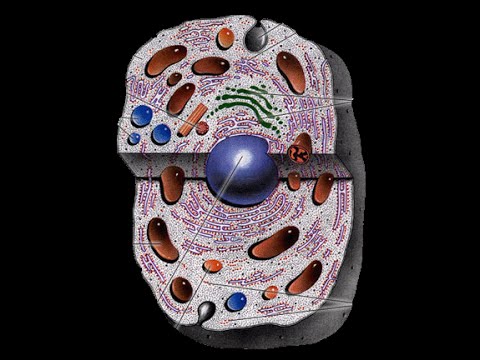 уровень организации животной клетки. механизмы клеточного уровня. механизмы клеточного уровня. уровни организации клетки. механизмы клеточного уровня.