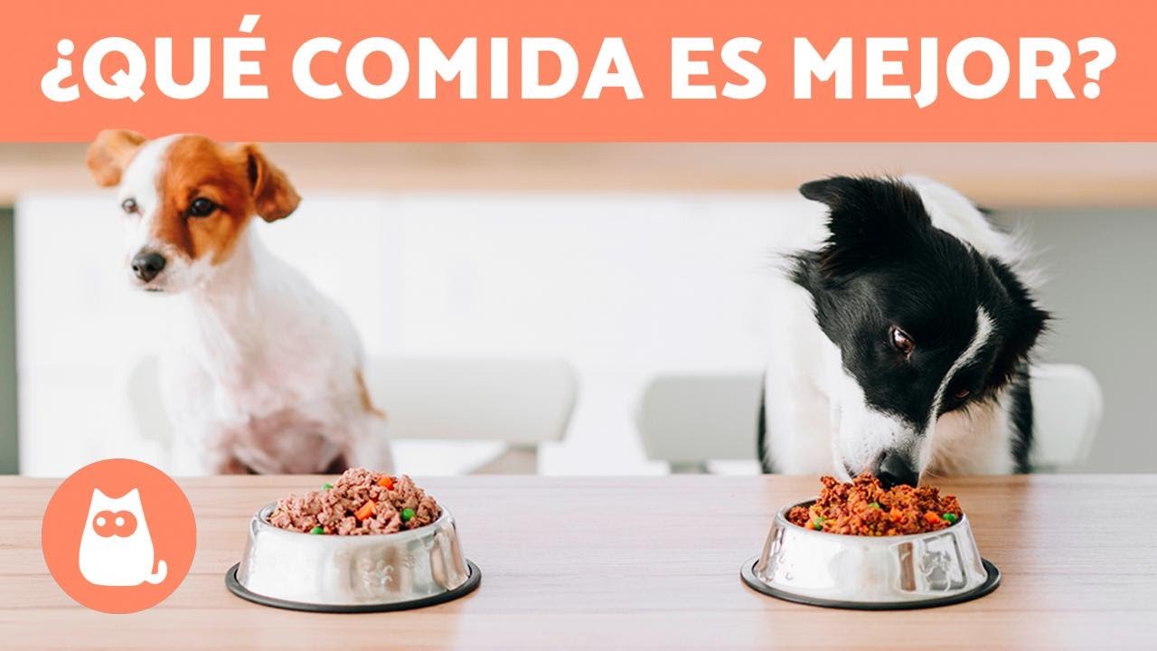 Cocina Para Perros: Cinco Recetas Para Alegrarles El Paladar 