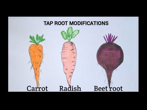 how-to-draw-tap-root-modifications-easily