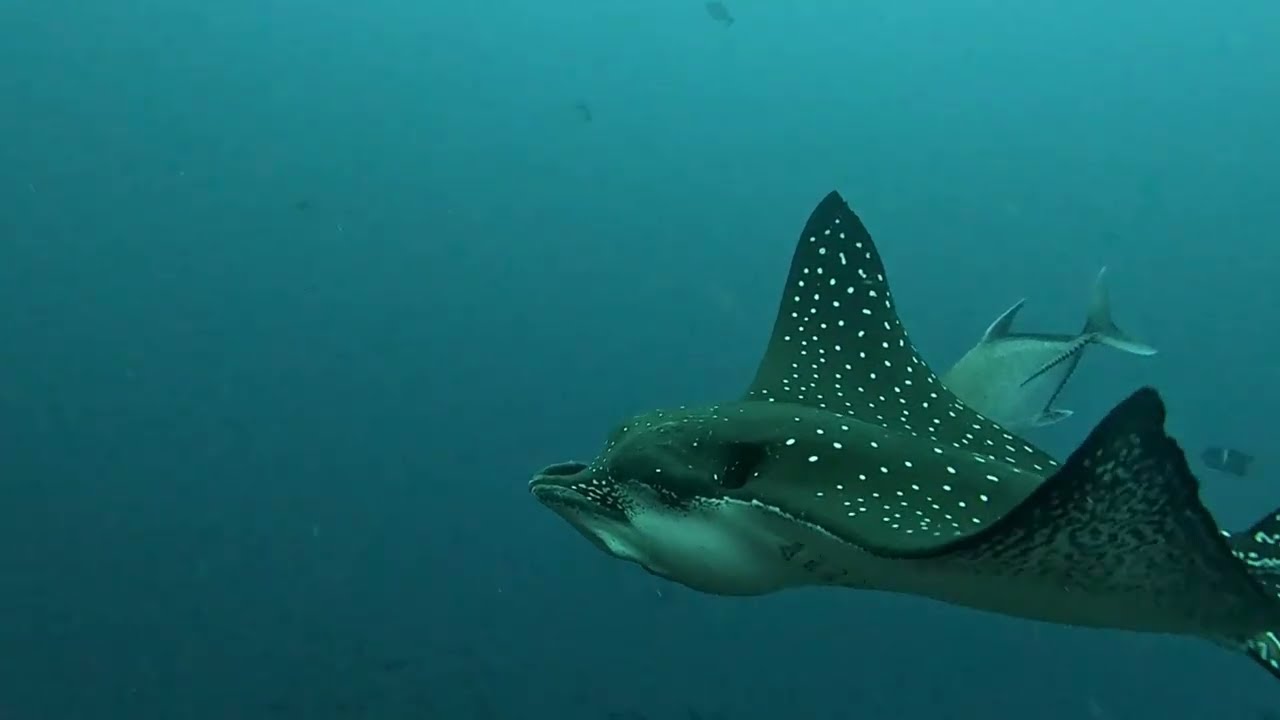 Scuba diving with rays in Galapagos - World's best dive sites