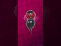 Mosquito rapper