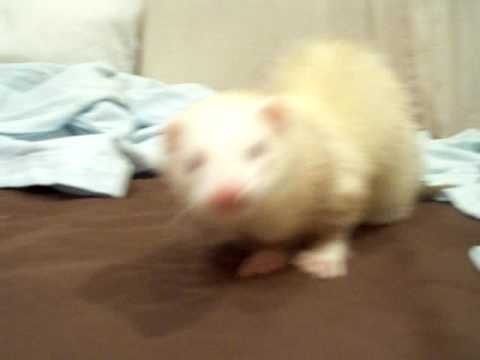 Ferret Noise