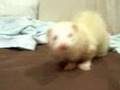 Ferret noise