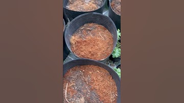 Chuẩn bị trồng cải Kale #shorts #viral #garden #gardening #kale