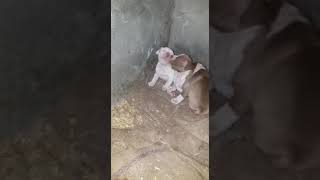Pit Bull Puppysgabber