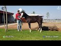 Rancho La Cofradía - Criadero de Caballos Cuarto de Milla en Acatic, Jalisco Parte 3 de 3