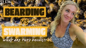 Are Your Bees Bearding Or Swarming??? Beekeeping 101 #beekeeping
