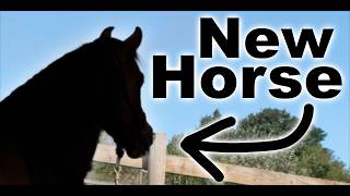 meet my NEW HORSE