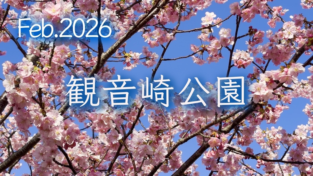 【観音崎公園（横須賀市）】春色に染まる岬の公園 〜河津桜と菜の花〜