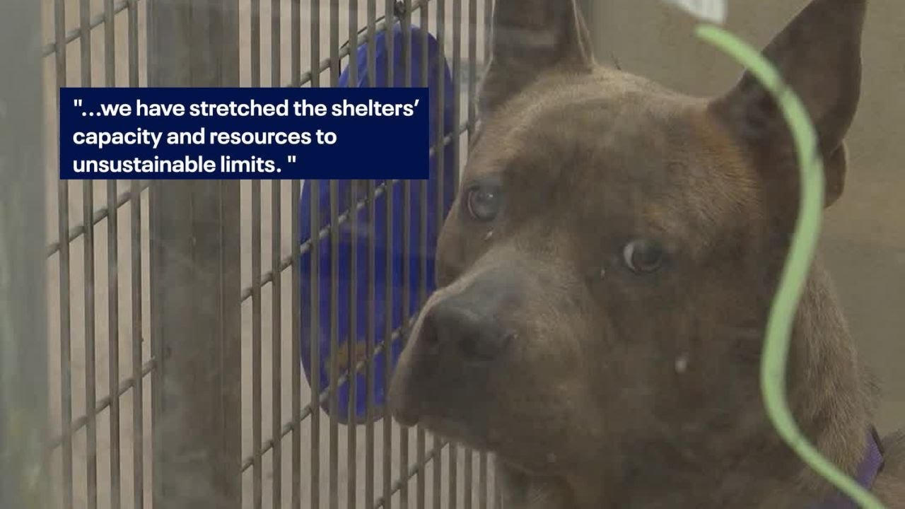 Georgia animal shelter to begin killing dogs | FOX 5 News - YouTube