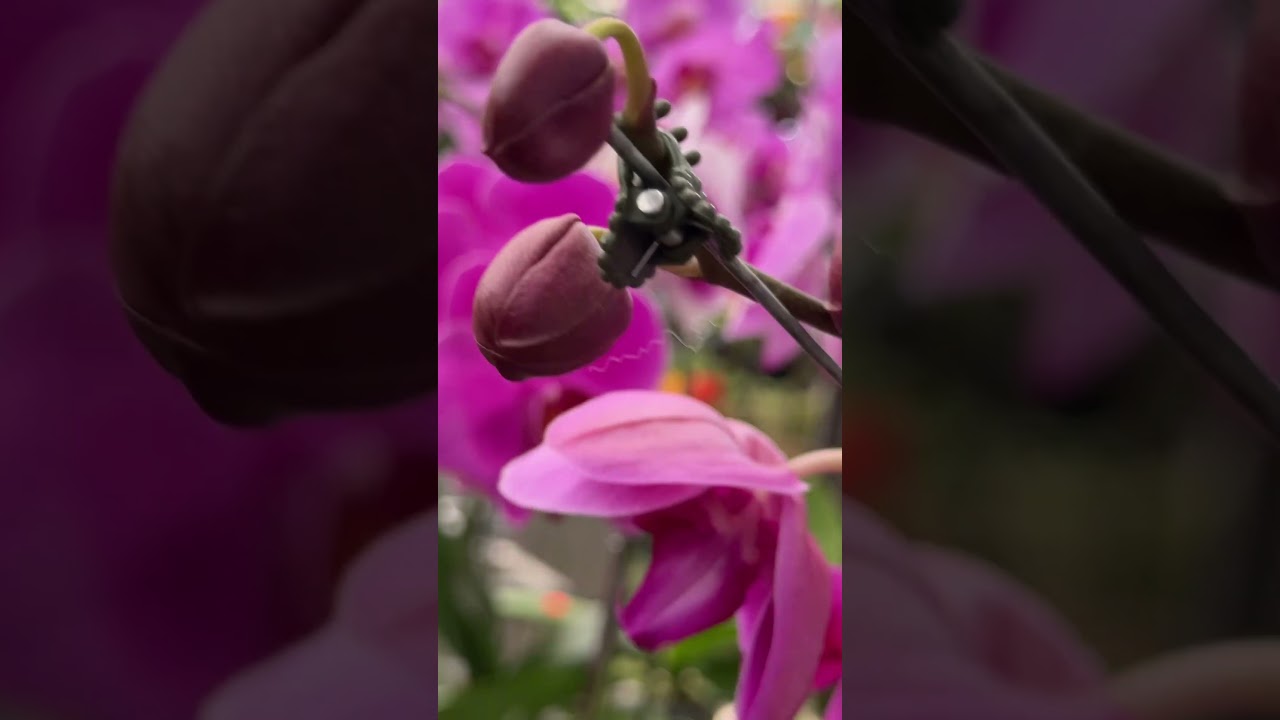 Back in my favorite orchid shop today and their phals are in full bloom 🩷🩷🩷
