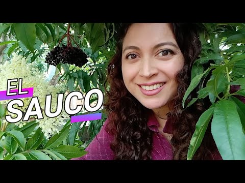 Video: Cosecha de la fruta del saúco: cuándo están maduras las bayas del saúco