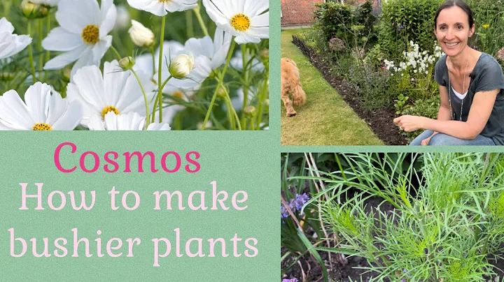 Tips on how to get more flower power from your Cosmos and create more robust plants - DayDayNews