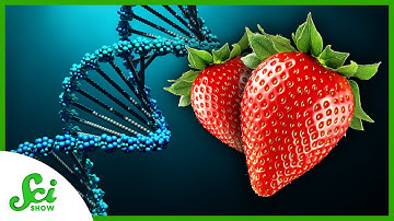 Why Do Strawberries Have Eight Copies of Their Genes