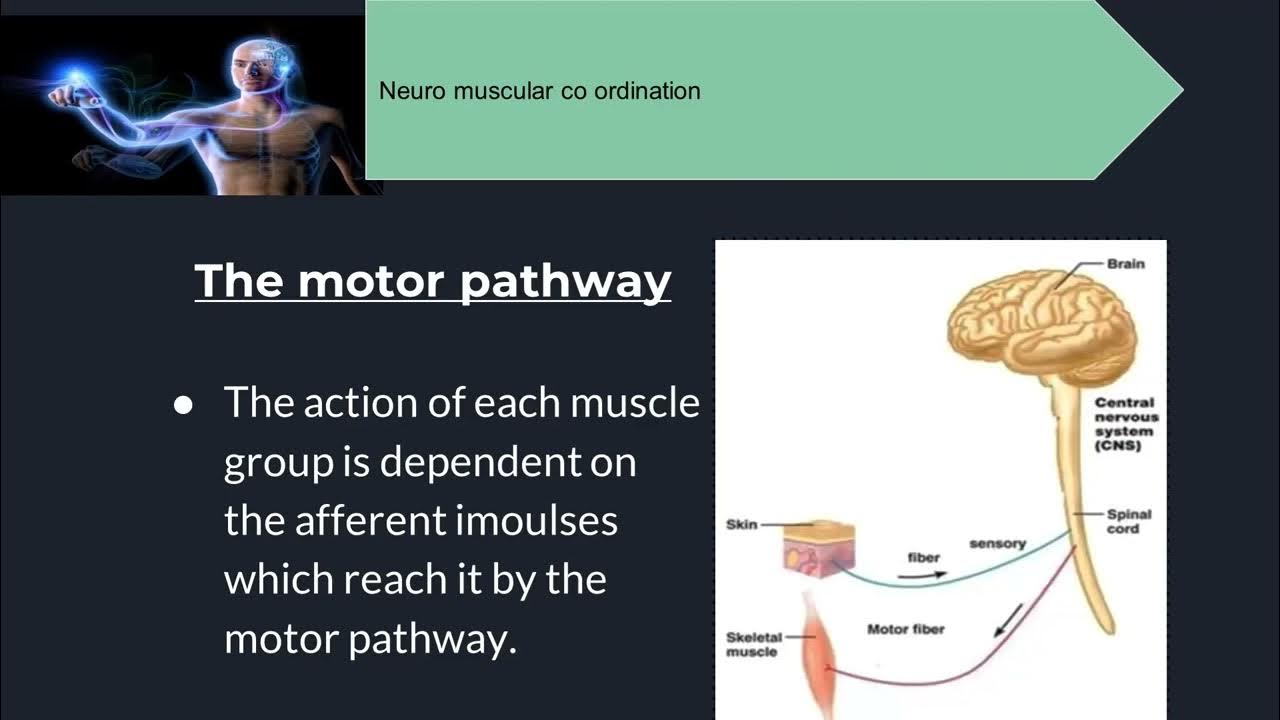 Lecture 10 Neuromuscular Coordination Kinesiology Tutorial Sensory