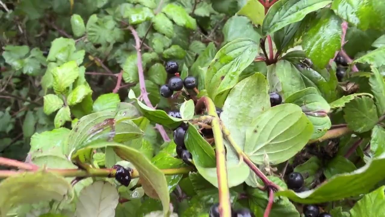 Navigating with dogwood