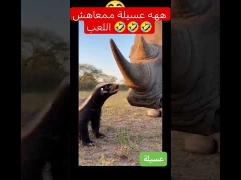 ههه عسيلة ممعاهش اللعب عسيلة ملك الغابة البخل اكسبلور ضحك الجيلي  العظماء