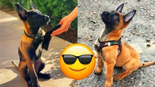 Belgian Malinois — Majestic And Hilarious Videos And Tik Toks Compilation by Galaxy of Animals 1,584,072 views 2 years ago 10 minutes, 2 seconds