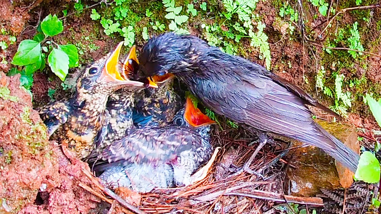 The mother bird only feeds her own baby, the cuckoo bird is very sad鸟妈妈 ...
