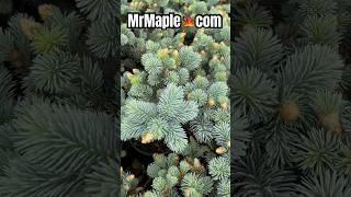 3 Dwarf Conifers To Make Your Garden Amazing From Mrmaple