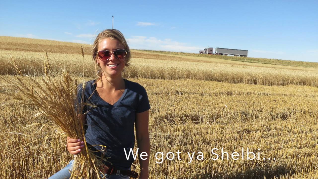 Large-Scale Wheat Harvest in Montana
